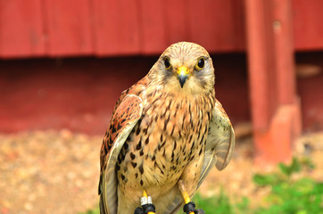 common kestrel
