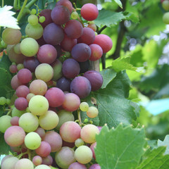 Dark grape growing on wine. Vitis vinifera