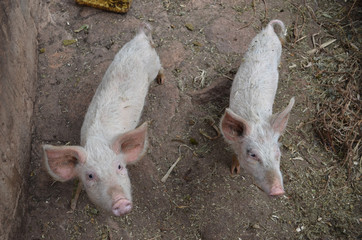 Free pig living in the farm