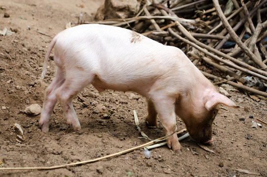 Free pig living in the farm