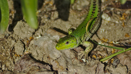 Sguardo della lucertola