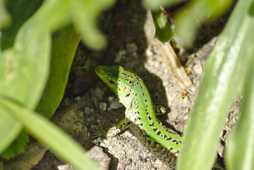 Lucertola in penombra