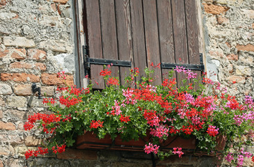 Fototapeta na wymiar geraniums flowers and wall with red bricks and old window