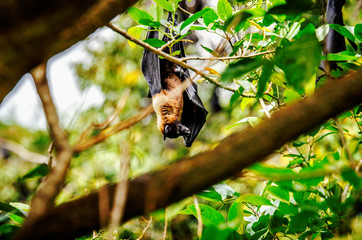 A flying fox on a tree. Sri Lanka.

