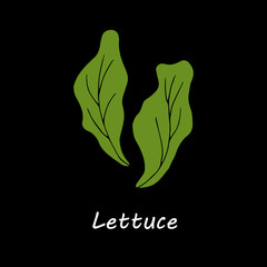 Lettuce on black background. Hand drawn cartoon illustration for menu card design