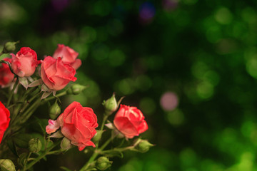 Fototapeta premium Pink roses on fresh green leaf background.