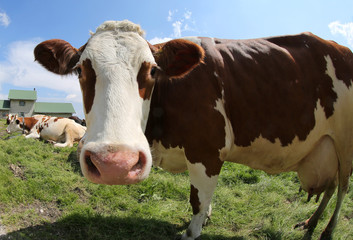 Fototapeta na wymiar white and brown cow