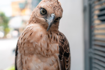 eagle eyes 3