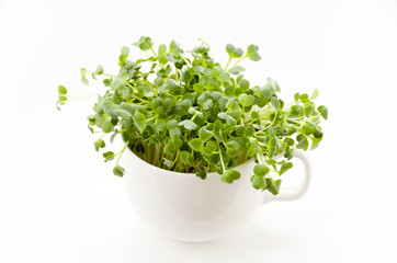 かいわれ大根 © kariphoto