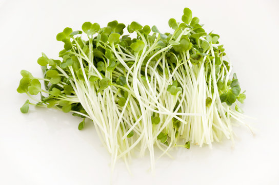 かいわれ大根