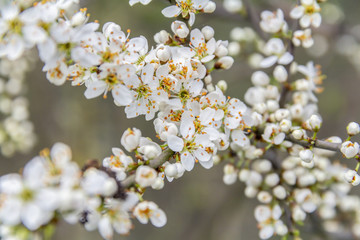 white blossoms