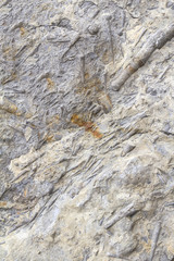 fossils closeup