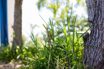 Green grass next to a trunk in a garden