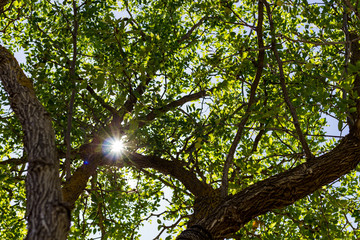 Background of branches with leaves next to the sun