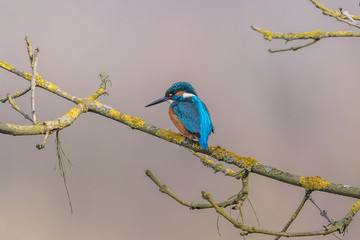 eisvogel