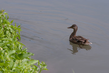 anatra nel canale d'acqua