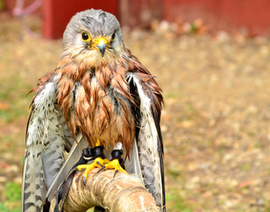 common kestrel