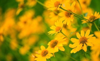 garden yellow flowers at summertime sunset