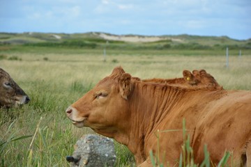 Nordsee Kuh Portrait