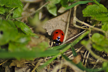 Coccinella