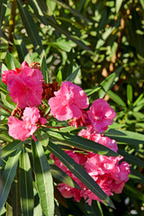 Oleander