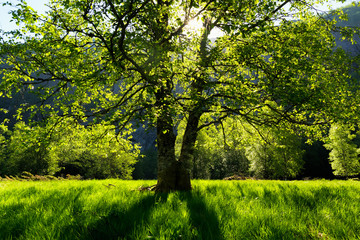 Fototapeta na wymiar Spring forest background