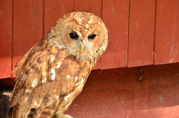 owl
