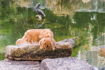 Dachshund dog standing on concrete stone and looking in pond water surface. Small cute domestic pet walking outdoor in summer day. Buildings and green plants reflections on background.