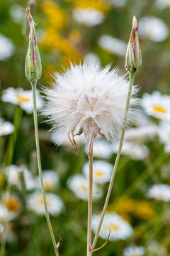 Tragopogon pratensis. Barba cabruna.