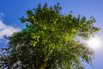 Obraz premium sun and tree