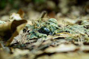scarabé 