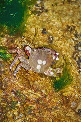 Crab on Rock