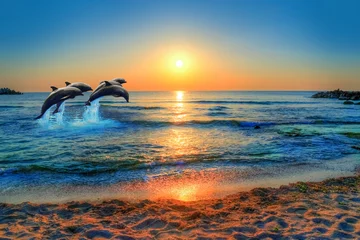 Washable wall murals Dolphin Playful marine life, dolphins jumping into the blue sea of Thailand at sunset