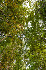 Fototapeta premium green trees