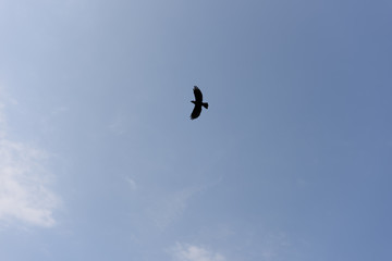 bird in sky