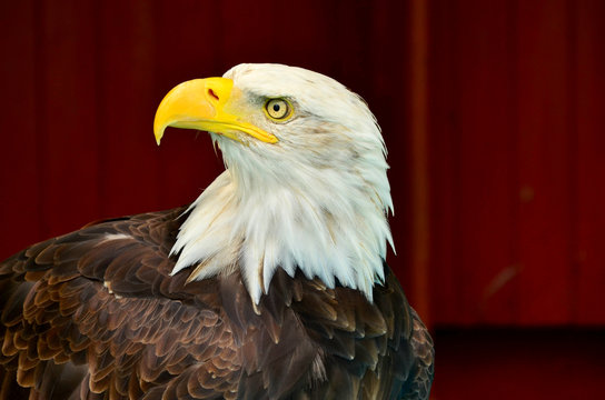  Bald Eagle