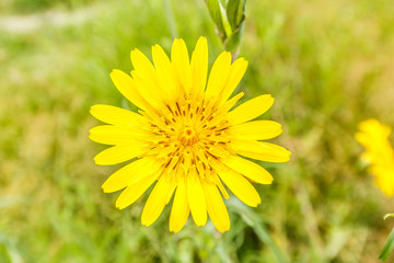 Flowering Oriental Salsify, Tragopogon pratensis,with yellow flowers in month of June in sustainably managed natural area with specific biotopes