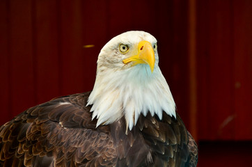  Bald Eagle