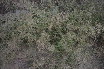 On a white river peso with a protruding fluffy grass and very small swallows in the evening