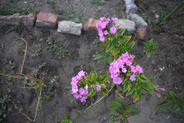 Pink flower inflorescence flock with building red bricks on the ground