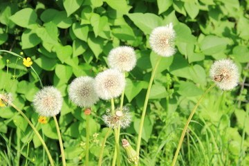 Löwenzahn ist abgeblüht und wird zur Pusteblume