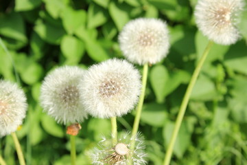 Mehrere Pusteblumen (Löwenzahn) auf einer Wiese
