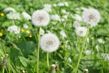 Eine Wiese voller Löwenzahn (Pusteblume)