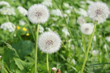 Abgeblühter Löwenzahn wird zur Pusteblume