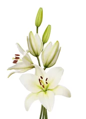 Photo sur Plexiglas Fleurs lily flower