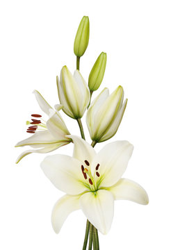Fototapeta lily flower
