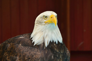  Bald Eagle
