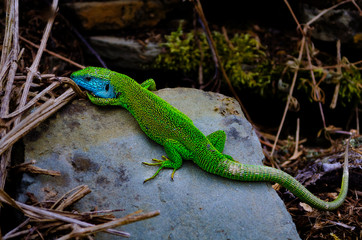 Green Lizard with Blue head