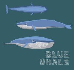 Obraz premium Ilustracja wektorowa kreskówka płetwal błękitny
