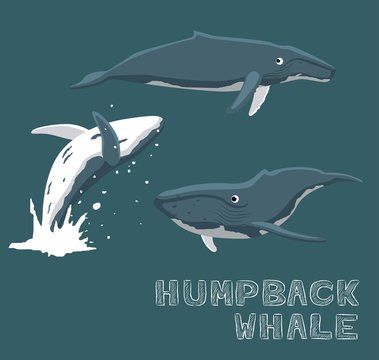 Humpback Whale Cartoon Vector Illustration
